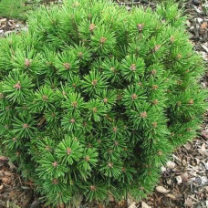 Сосна гірська Міні Мопс | Сосна горная Мини Мопс | Pinus mugo Mini Mops