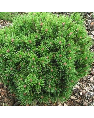 Сосна гірська Міні Мопс | Сосна горная Мини Мопс | Pinus mugo Mini Mops