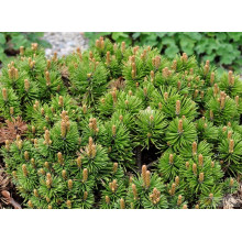 Сосна гірська Міні Мопс | Сосна горная Мини Мопс | Pinus mugo Mini Mops