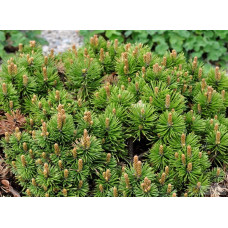 Сосна гірська Міні Мопс | Сосна горная Мини Мопс | Pinus mugo Mini Mops