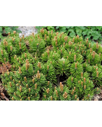 Сосна гірська Міні Мопс | Сосна горная Мини Мопс | Pinus mugo Mini Mops