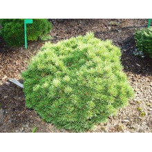 Сосна гірська Міні Мопс | Сосна горная Мини Мопс | Pinus mugo Mini Mops