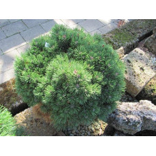 Сосна гірська Міні Мопс | Сосна горная Мини Мопс | Pinus mugo Mini Mops