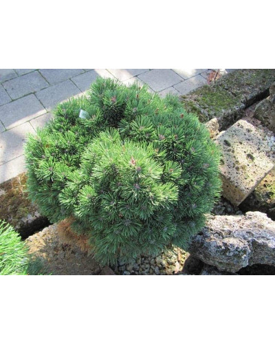 Сосна гірська Міні Мопс | Сосна горная Мини Мопс | Pinus mugo Mini Mops