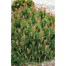 Сосна гірська Літомісл | Pinus mugo Litomysl | Сосна горная Литомисл
