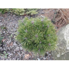 Сосна гірська Літомісл | Pinus mugo Litomysl | Сосна горная Литомисл
