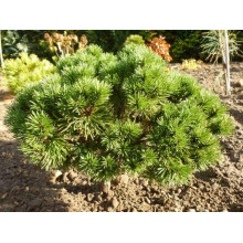Сосна гірська Літомісл | Pinus mugo Litomysl | Сосна горная Литомисл