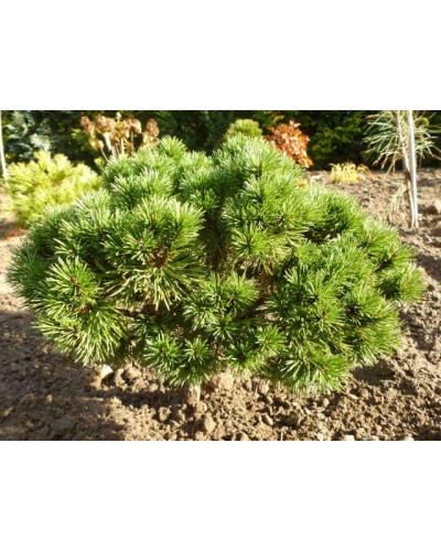 Сосна гірська Літомісл | Pinus mugo Litomysl | Сосна горная Литомисл