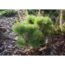 Сосна гірська Літомісл | Pinus mugo Litomysl | Сосна горная Литомисл
