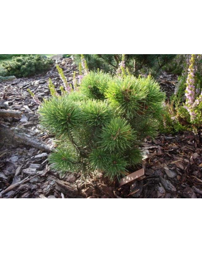 Сосна гірська Літомісл | Pinus mugo Litomysl | Сосна горная Литомисл