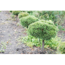 Сосна гірська Літомісл | Pinus mugo Litomysl | Сосна горная Литомисл