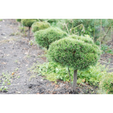 Сосна гірська Літомісл | Pinus mugo Litomysl | Сосна горная Литомисл