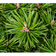 Сосна гірська Бенджамін (штамб) | Сосна горная Бенжамин (штамб) | Pinus mugo Benjamin (shtamb)