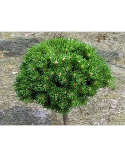 Сосна гірська Бенджамін (штамб) | Сосна горная Бенжамин (штамб) | Pinus mugo Benjamin (shtamb)