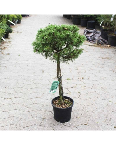 Сосна гірська Бенджамін (штамб) | Сосна горная Бенжамин (штамб) | Pinus mugo Benjamin (shtamb)