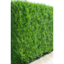 Туя західна | Туя западная | Thuja occidentalis