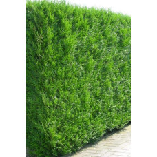 Туя західна | Туя западная | Thuja occidentalis