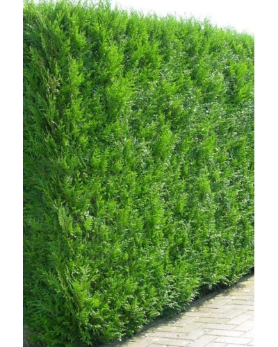 Туя західна | Туя западная | Thuja occidentalis
