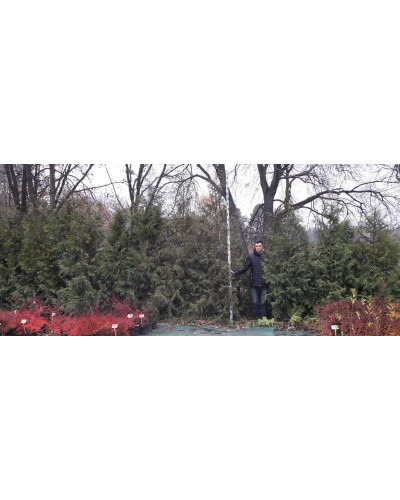 Туя західна | Туя западная | Thuja occidentalis