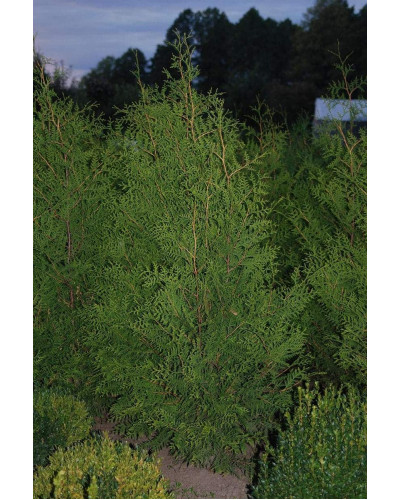 Туя західна | Туя западная | Thuja occidentalis