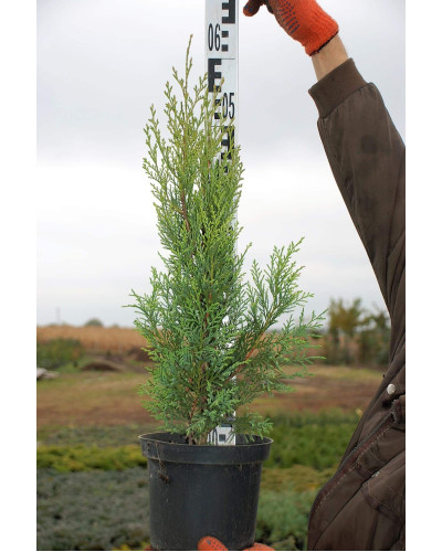 Туя західна | Туя западная | Thuja occidentalis