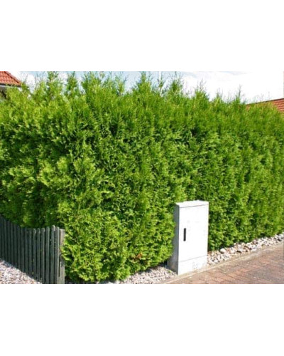Туя західна | Туя западная | Thuja occidentalis