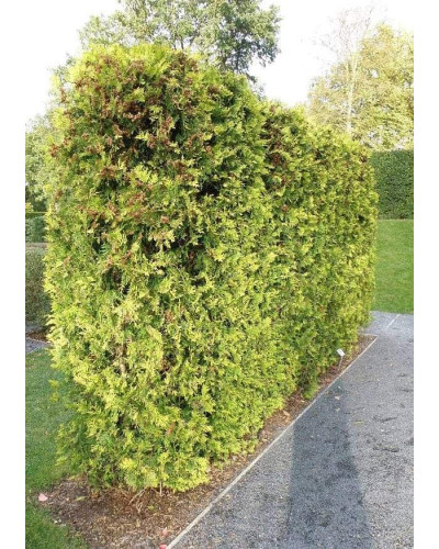 Туя західна | Туя западная | Thuja occidentalis