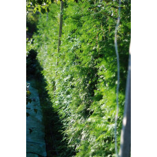 Туя західна | Туя западная | Thuja occidentalis