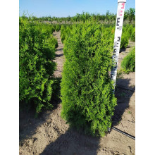 Туя західна | Туя западная | Thuja occidentalis