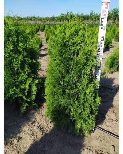 Туя західна | Туя западная | Thuja occidentalis