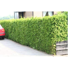 Туя західна | Туя западная | Thuja occidentalis