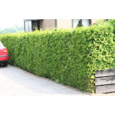 Туя західна | Туя западная | Thuja occidentalis