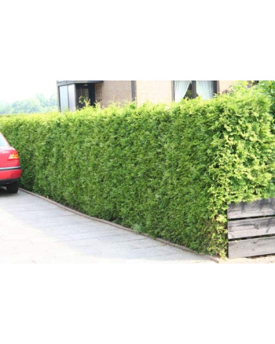 Туя західна | Туя западная | Thuja occidentalis