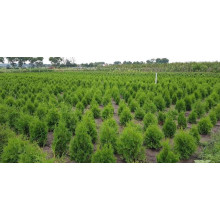 Туя західна | Туя западная | Thuja occidentalis