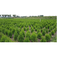 Туя західна | Туя западная | Thuja occidentalis