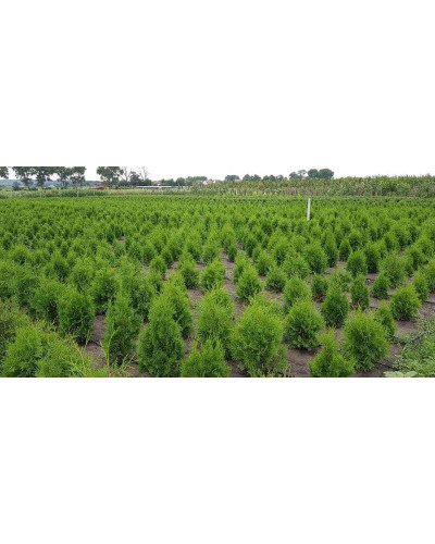 Туя західна | Туя западная | Thuja occidentalis