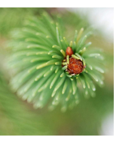 Ялина звичайна / європейська Віргата | Picea abies Virgata | Ель обыкновенная / европейская Виргата