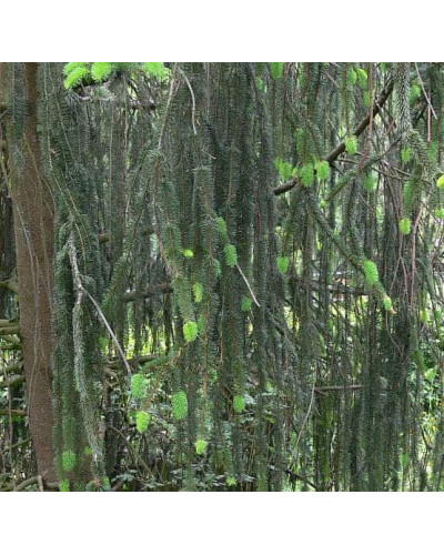 Ялина звичайна / європейська Віргата | Picea abies Virgata | Ель обыкновенная / европейская Виргата