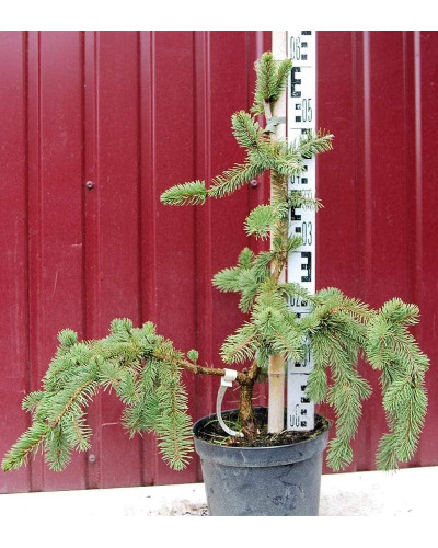 Ялина звичайна / європейська Віргата | Picea abies Virgata | Ель обыкновенная / европейская Виргата