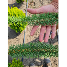 Ялина звичайна / європейська Віргата | Picea abies Virgata | Ель обыкновенная / европейская Виргата