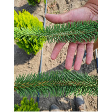 Ялина звичайна / європейська Віргата | Picea abies Virgata | Ель обыкновенная / европейская Виргата