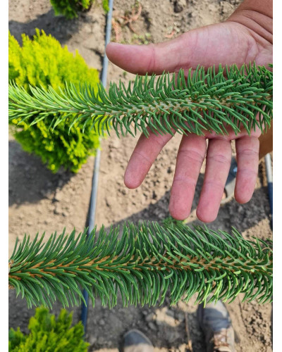 Ялина звичайна / європейська Віргата | Picea abies Virgata | Ель обыкновенная / европейская Виргата