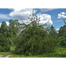 Ялина звичайна / європейська Віргата | Picea abies Virgata | Ель обыкновенная / европейская Виргата