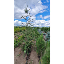 Ялина звичайна / європейська Віргата | Picea abies Virgata | Ель обыкновенная / европейская Виргата