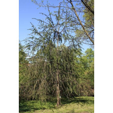 Ялина звичайна / європейська Віргата | Picea abies Virgata | Ель обыкновенная / европейская Виргата