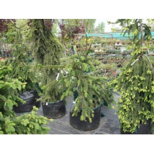 Ялина звичайна / європейська Віргата | Picea abies Virgata | Ель обыкновенная / европейская Виргата