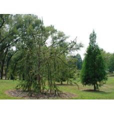 Ялина звичайна / європейська Віргата | Picea abies Virgata | Ель обыкновенная / европейская Виргата