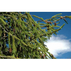Ялина звичайна / європейська Віргата | Picea abies Virgata | Ель обыкновенная / европейская Виргата