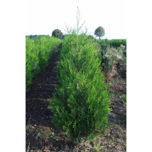 Туя складчаста Атровіренс | Туя складчатая Атровиренс | Thuja plicata Atrovirens