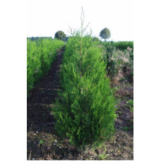 Туя складчаста Атровіренс | Туя складчатая Атровиренс | Thuja plicata Atrovirens